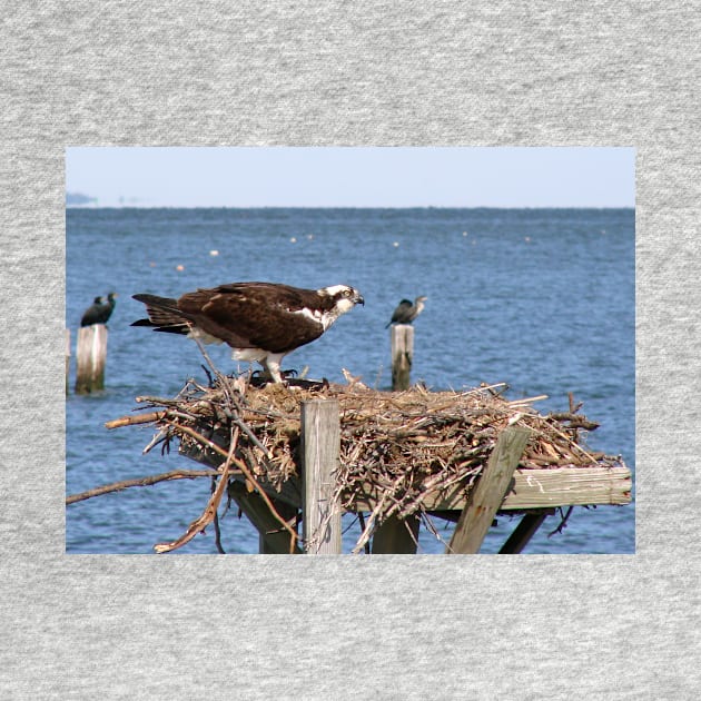 Osprey Nesting by tgass